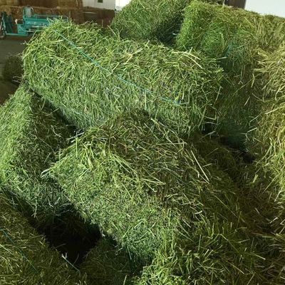 紫花苜蓿干草捆 羊駝專用草料，牛馬羊養殖廠的綠色選擇