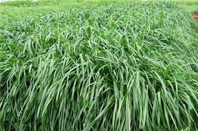 羊的優質牧草品種與飼料選擇指南