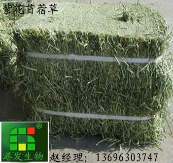 紫花苜蓿草與苜蓿草粉 優(yōu)質牧草的科學供應與全方位應用