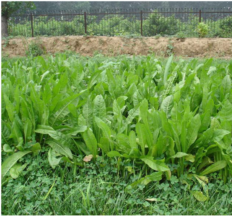 魯梅克斯 俄羅斯飼料菜，多年生四季牧草的種植與利用指南