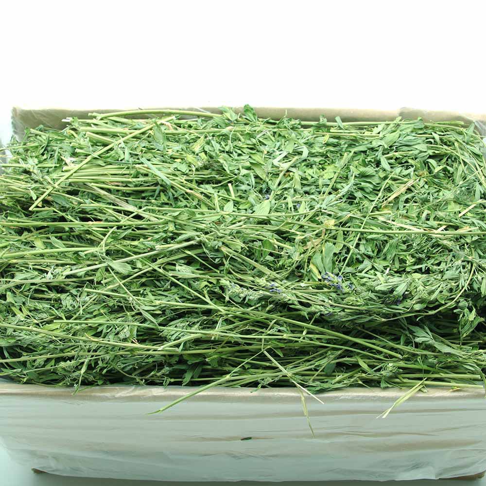 2023年新草紫花苜蓿干草 兔子、龍貓、豚鼠的理想飼料牧草之選