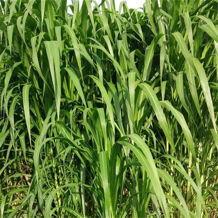 高丹草種子 高產高發(fā)芽率的優(yōu)質牧草，牛羊雞鴨鵝都愛吃的養(yǎng)殖好幫手