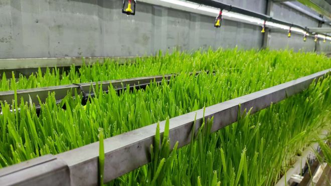 什么是水培牧草植物工廠 未來青飼料生產的智能化解決方案