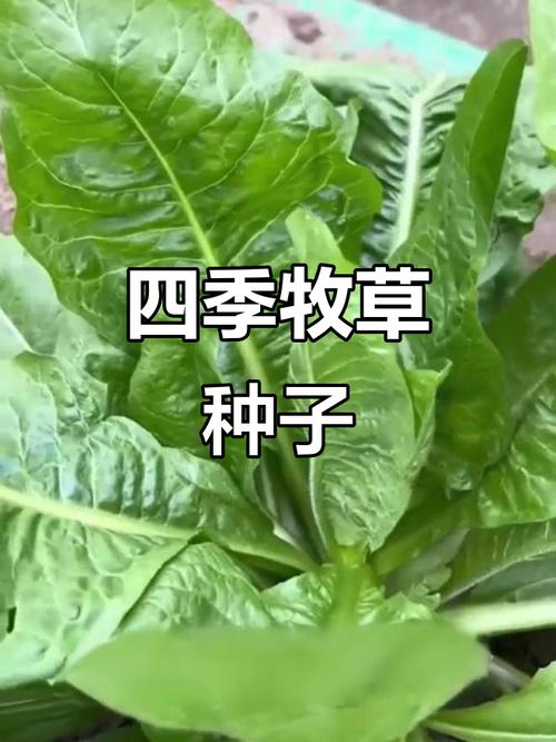 大葉菊苣 四季常青的牧草之王，適合多種動物的優質飼料