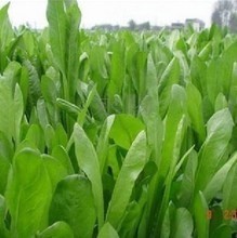 鮮草與牧草全解析 最新產品參考與飼料應用指南