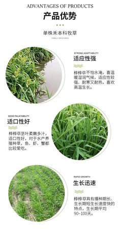 棒棒草種子耐寒水草冬季水稗草菵米優良飼料食用養魚養蝦菵草
