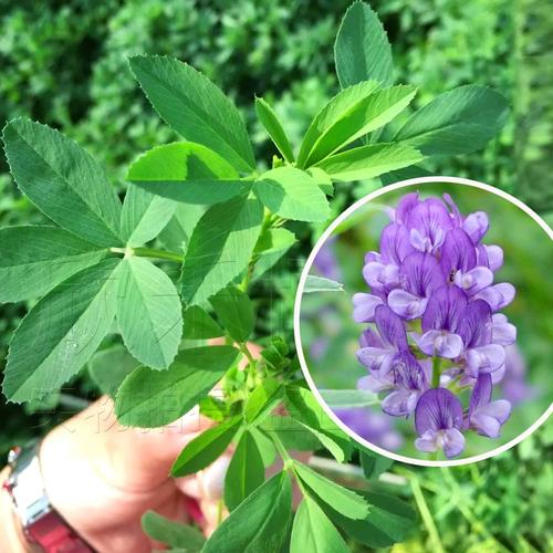 紫花苜蓿草種子春季夏秋季耐熱四季雞牛羊兔子畜牧飼料牧草種籽孑