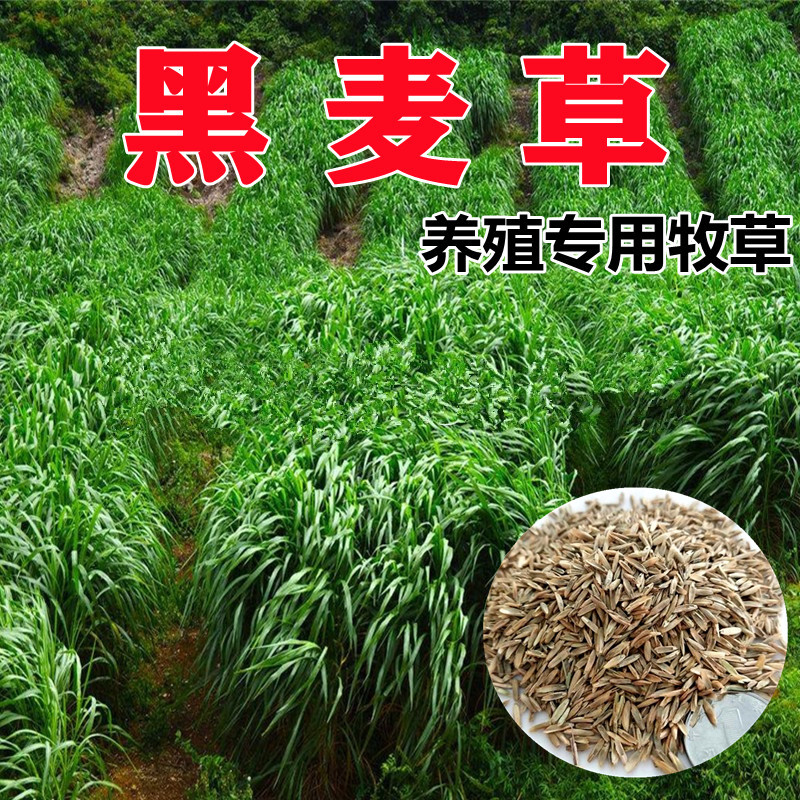耐寒牧草種子黑麥草種籽多年生雞鴨鵝豬牛羊魚草飼料草子種四季青