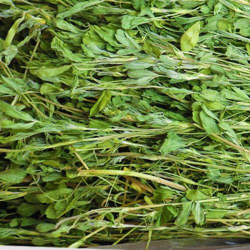紫花苜蓿草干草飼料幼兔兔子草龍貓草荷蘭豬草草糧牧草兔糧苜宿草