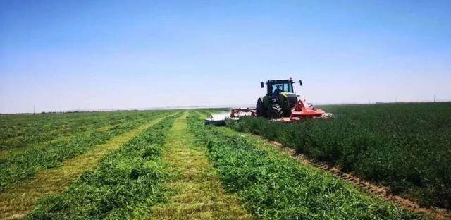 【金昌】來自北緯38&deg;的"絲路花雨"優質牧草